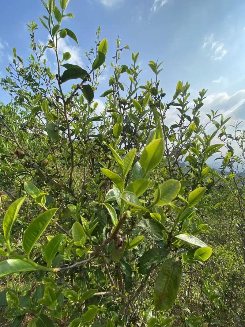 云南无量山普洱茶