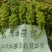良种益智苗