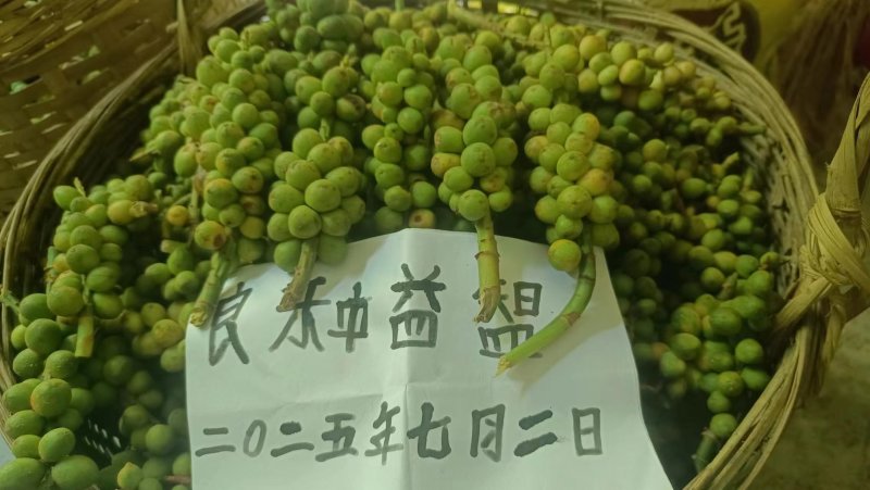 良种益智苗