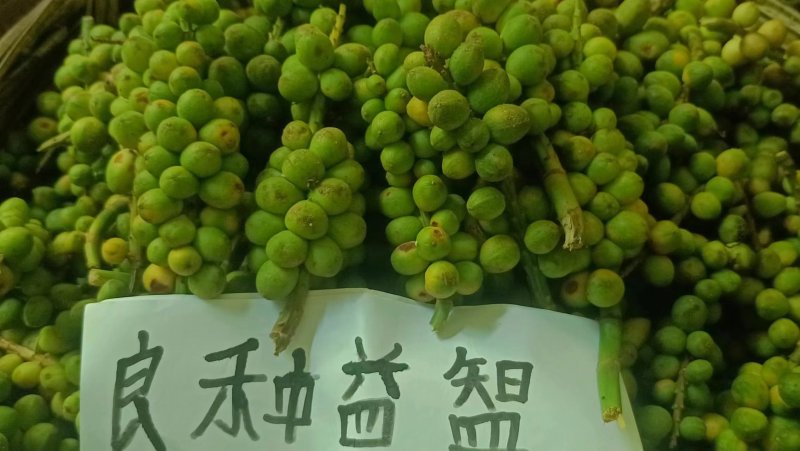 良种益智苗