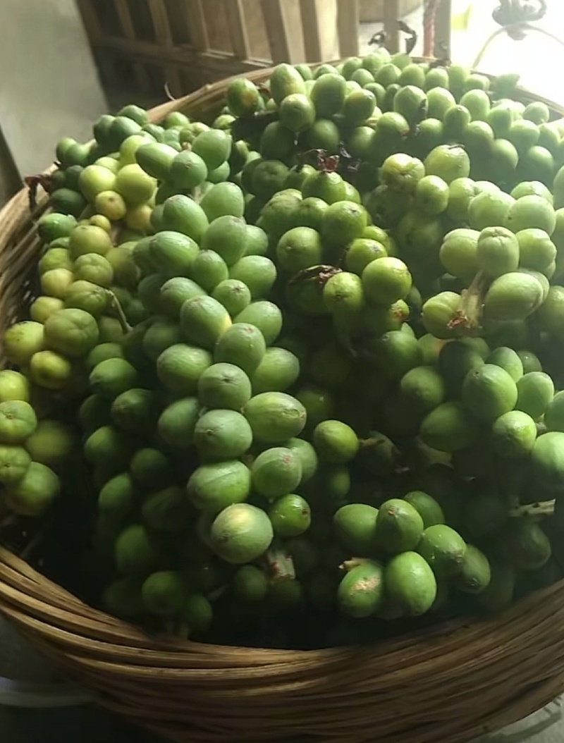良种益智苗
