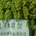 良种益智苗