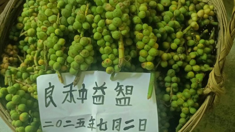 良种益智苗