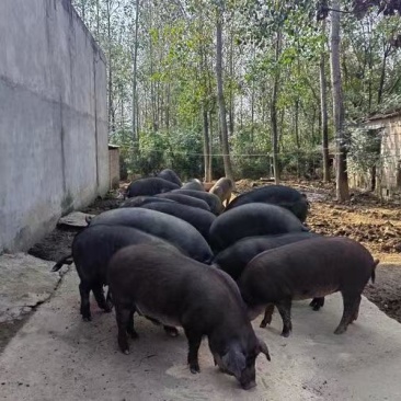 足年粮食喂养黑土猪