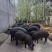 足年粮食喂养黑土猪