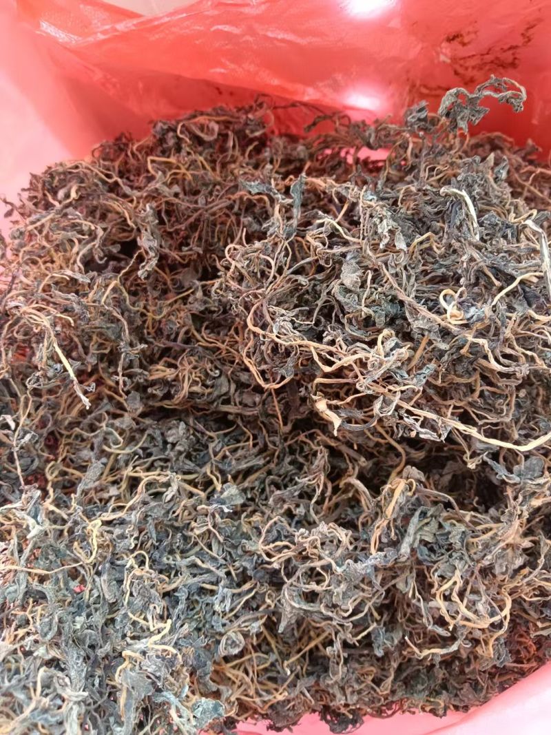 纯野生马齿苋
