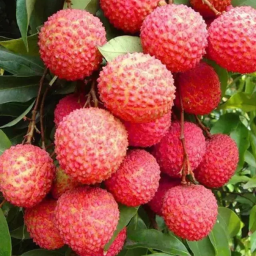 桂味荔枝