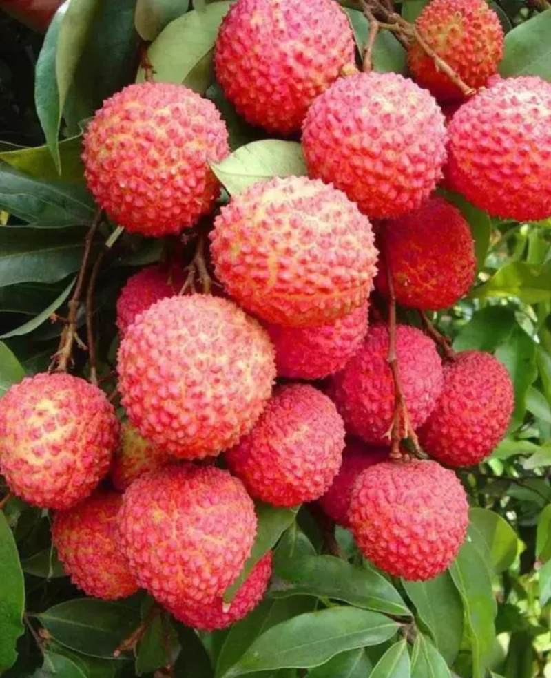 桂味荔枝