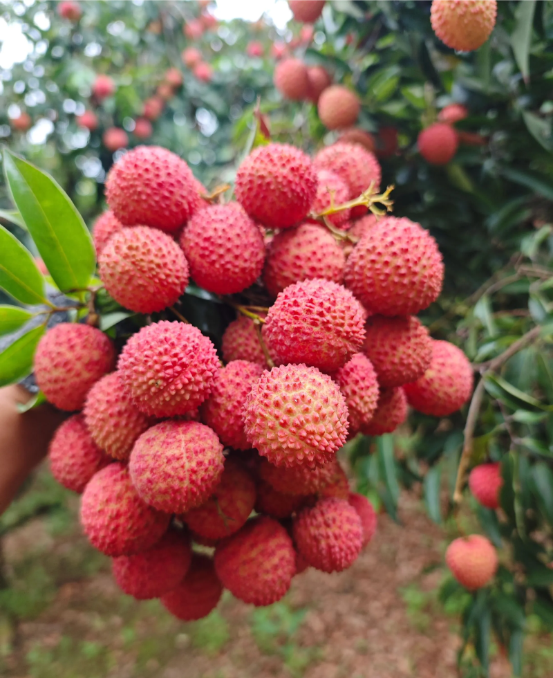 桂味荔枝
