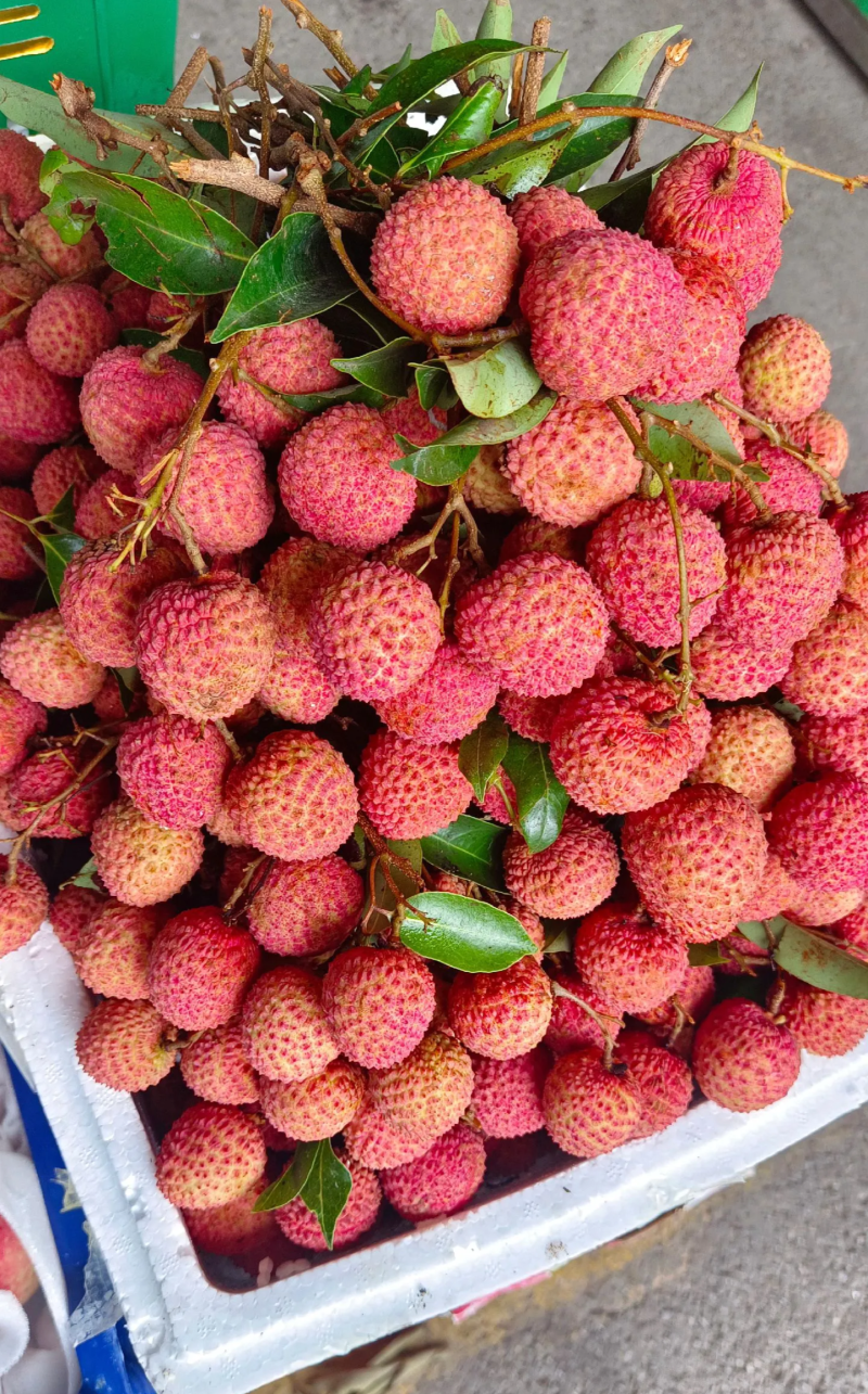 桂味荔枝