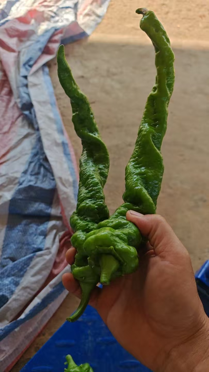 云南全螺螺丝椒清香型