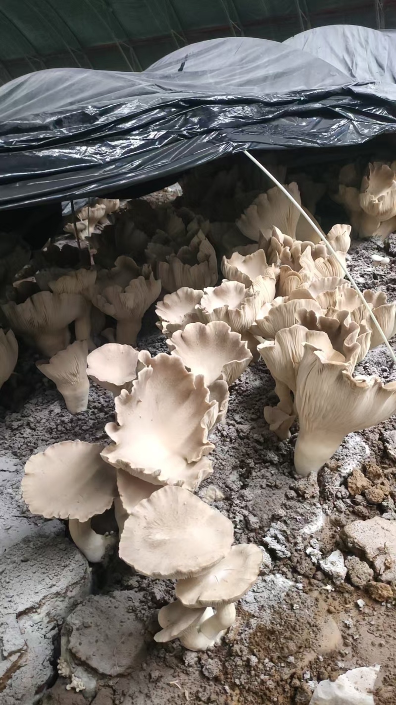 地栽灵芝蘑菇