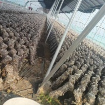 河北香菇种植基地，一手货源，各种品类的鲜香菇