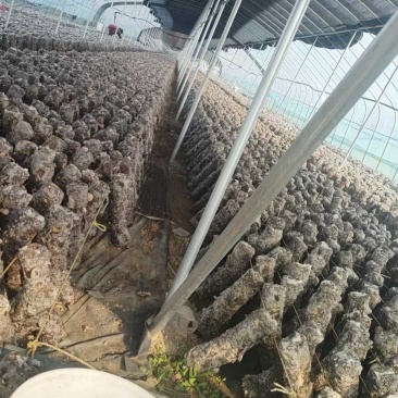 河北香菇种植基地，一手货源，各种品类的鲜香菇