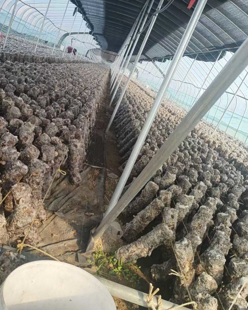 河北香菇种植基地，一手货源，各种品类的鲜香菇