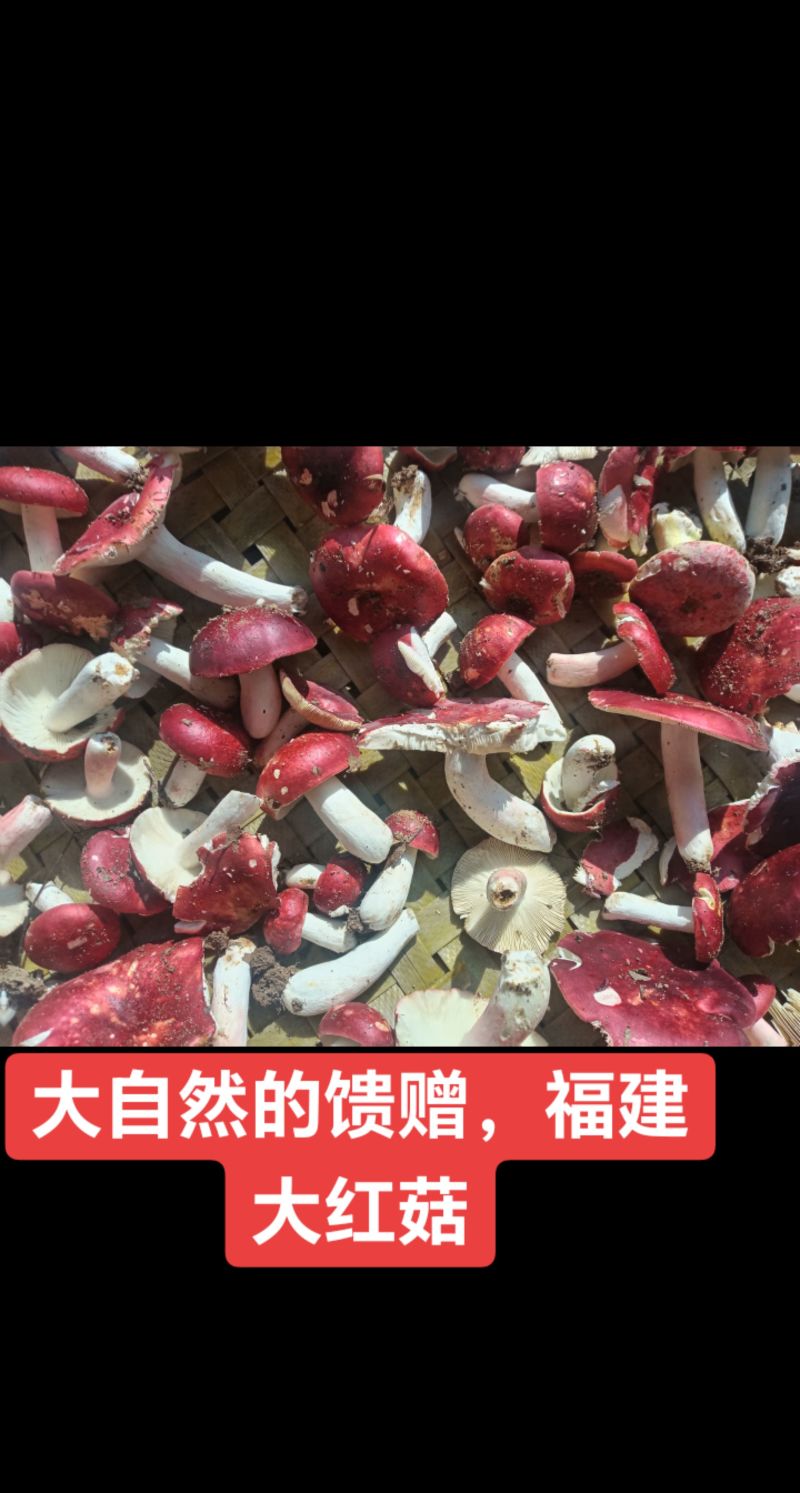 福建三明大红菇