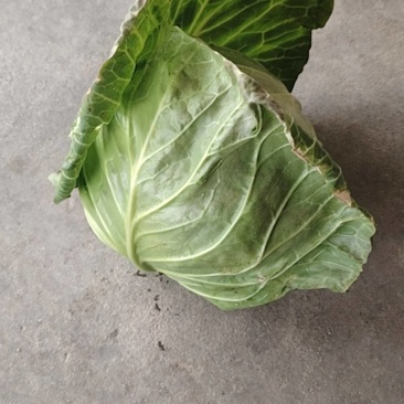 甘蓝