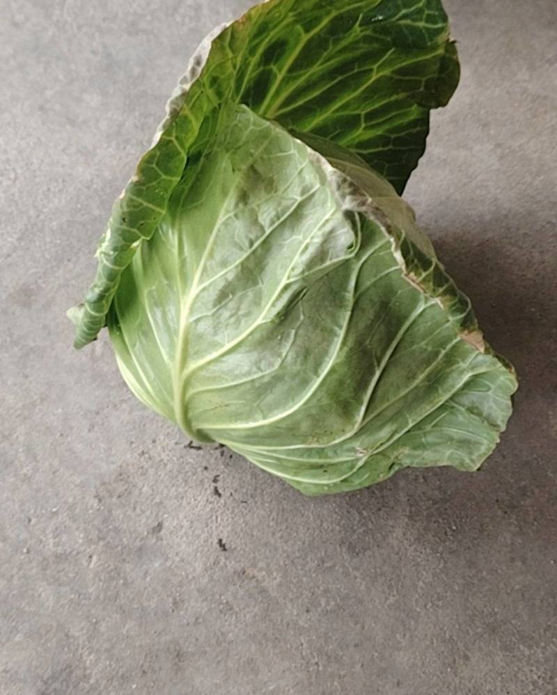 甘蓝