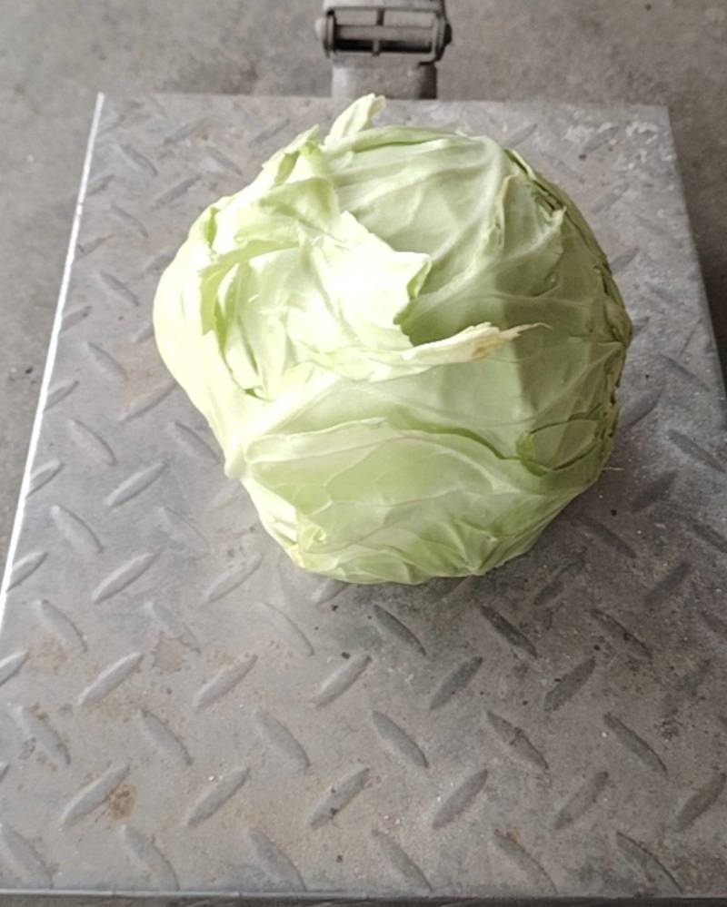 甘蓝