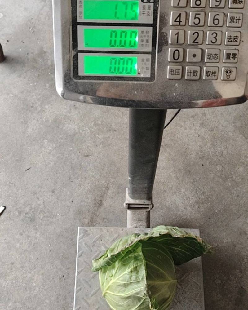 甘蓝