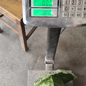 湖北甘蓝
