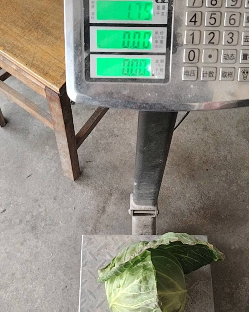湖北甘蓝