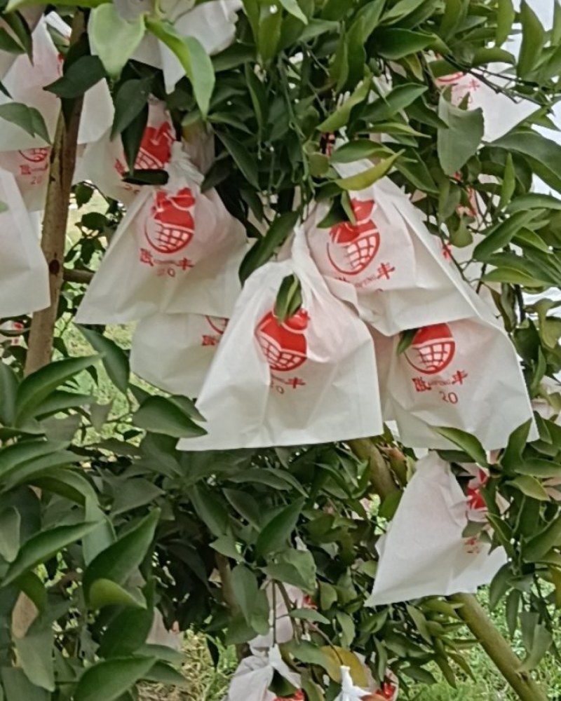 眉山仁寿春见耙耙柑自家种的！
