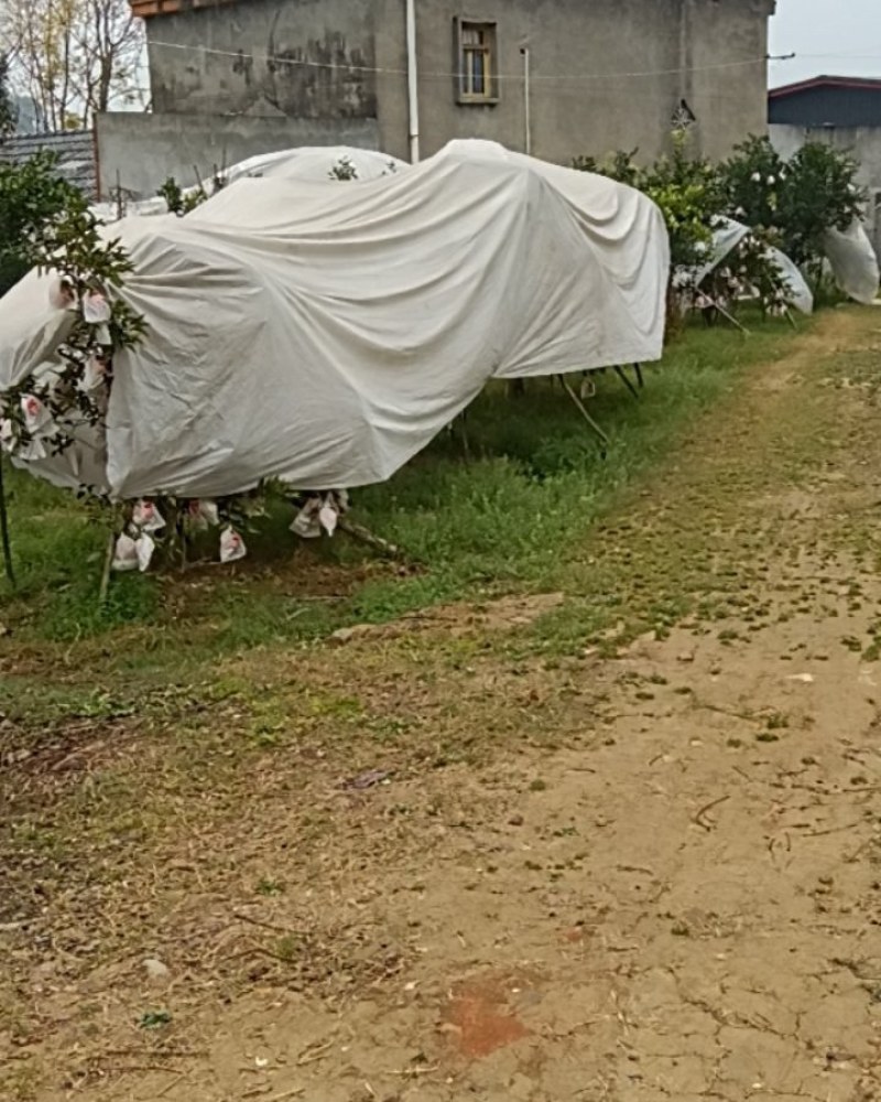 眉山仁寿春见耙耙柑自家种的！