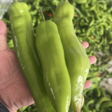 电商辣椒