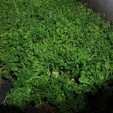 江西水蕨