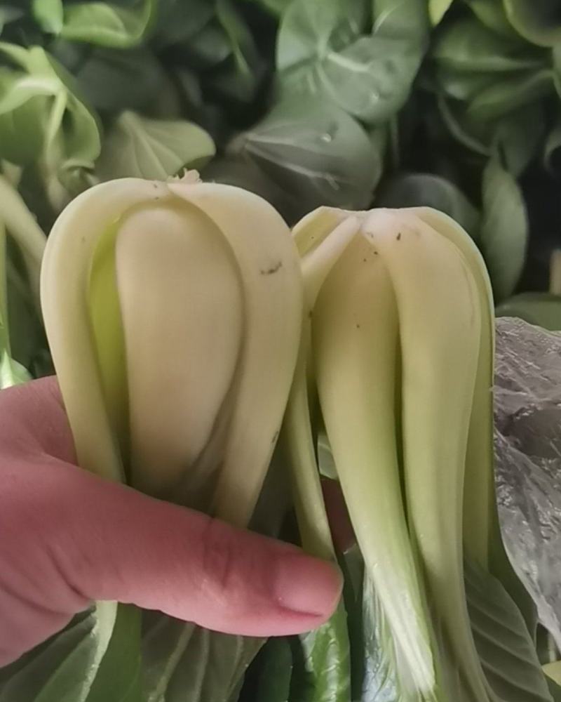 上海青