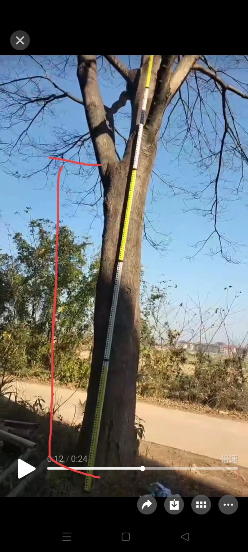 江西农家原生精品大朴树