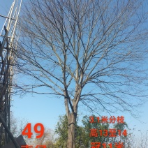 江西农家原生精品大朴树