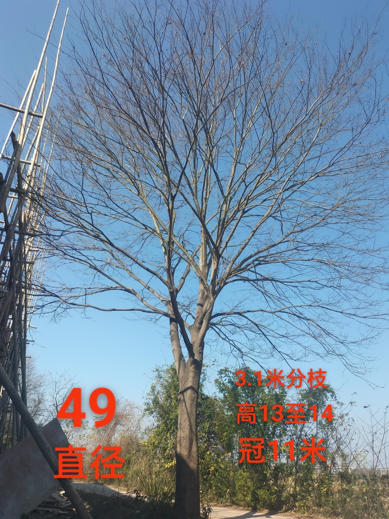 江西农家原生精品大朴树