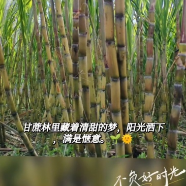 云南南涧东勇甘蔗（红皮）云南普洱景东甘蔗（黄皮）
