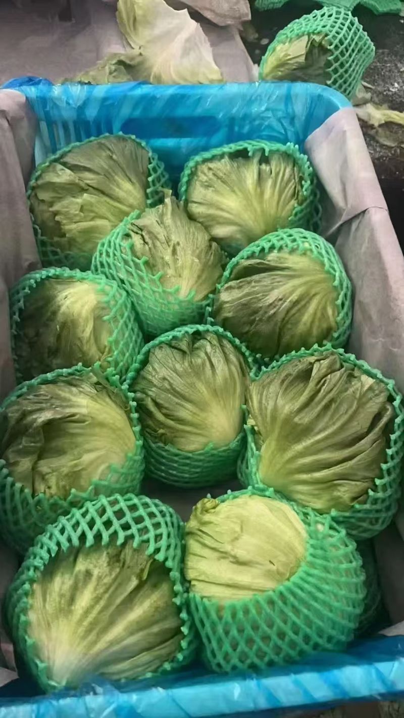精品球生菜球形好品质高，现要现割