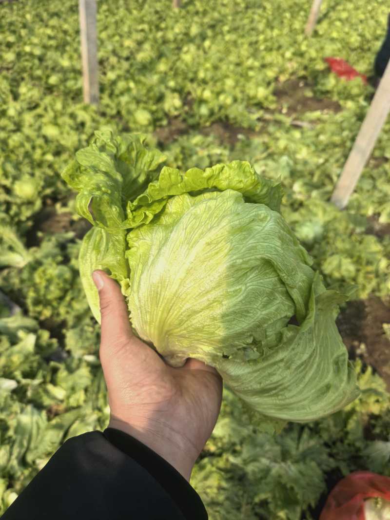 精品球生菜球形好品质高，现要现割
