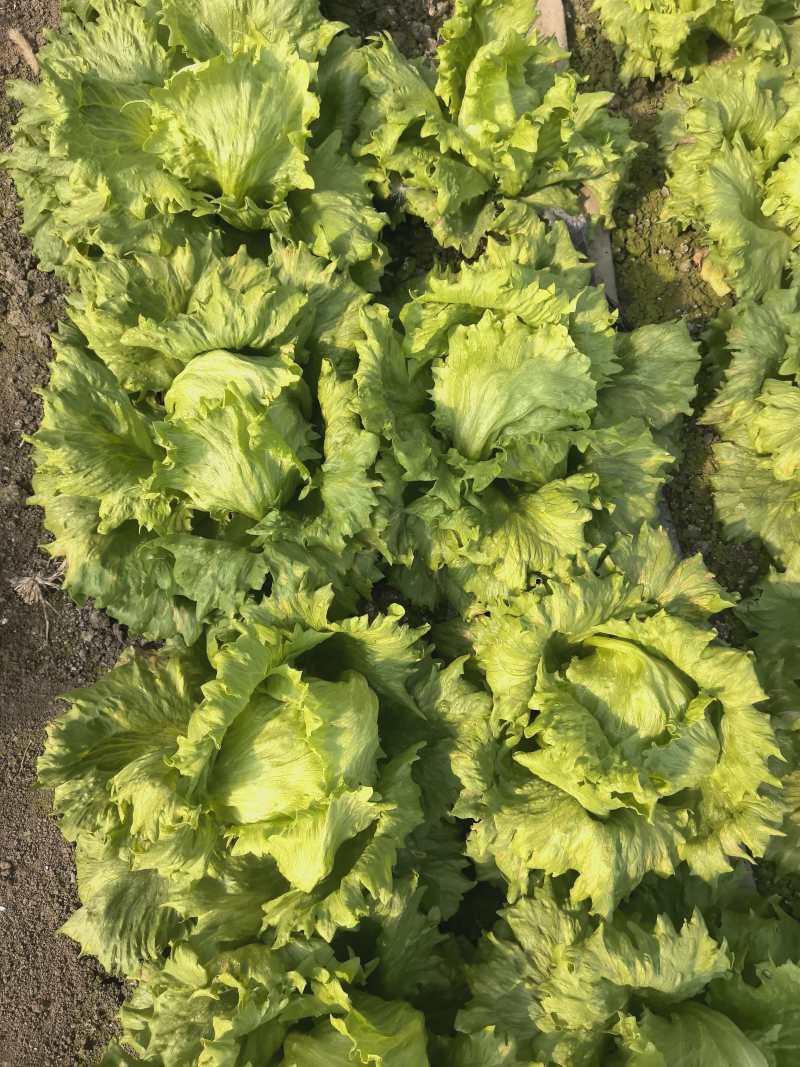 精品球生菜球形好品质高，现要现割