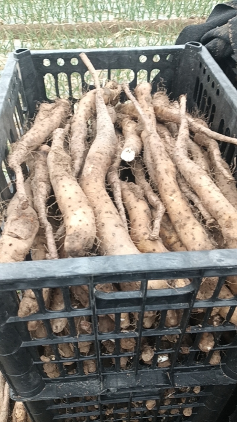 白玉山药嘴