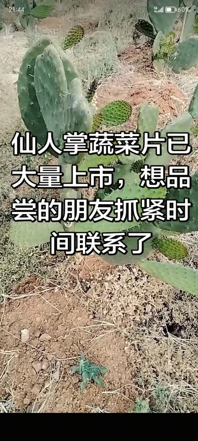 食用仙人掌蔬菜片