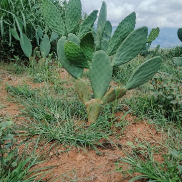 食用仙人掌蔬菜片