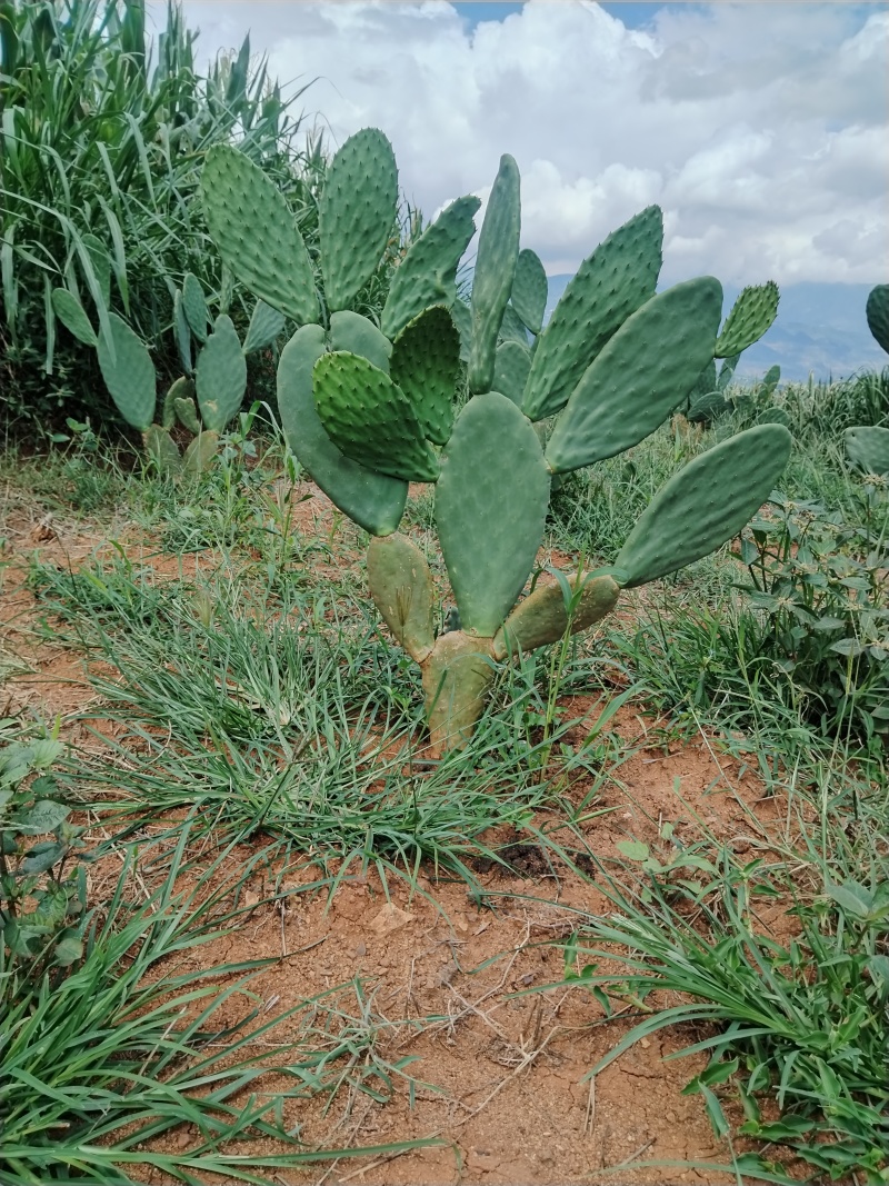 食用仙人掌蔬菜片