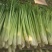 柠檬香茅草