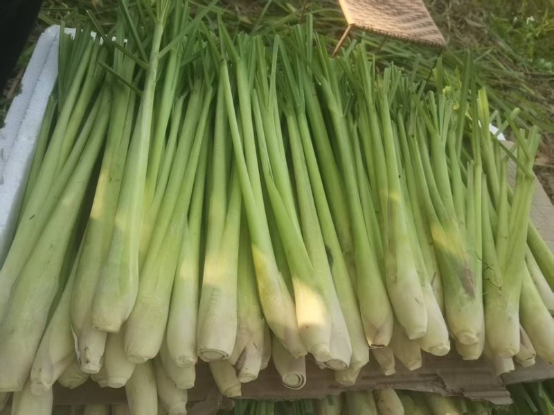 柠檬香茅草