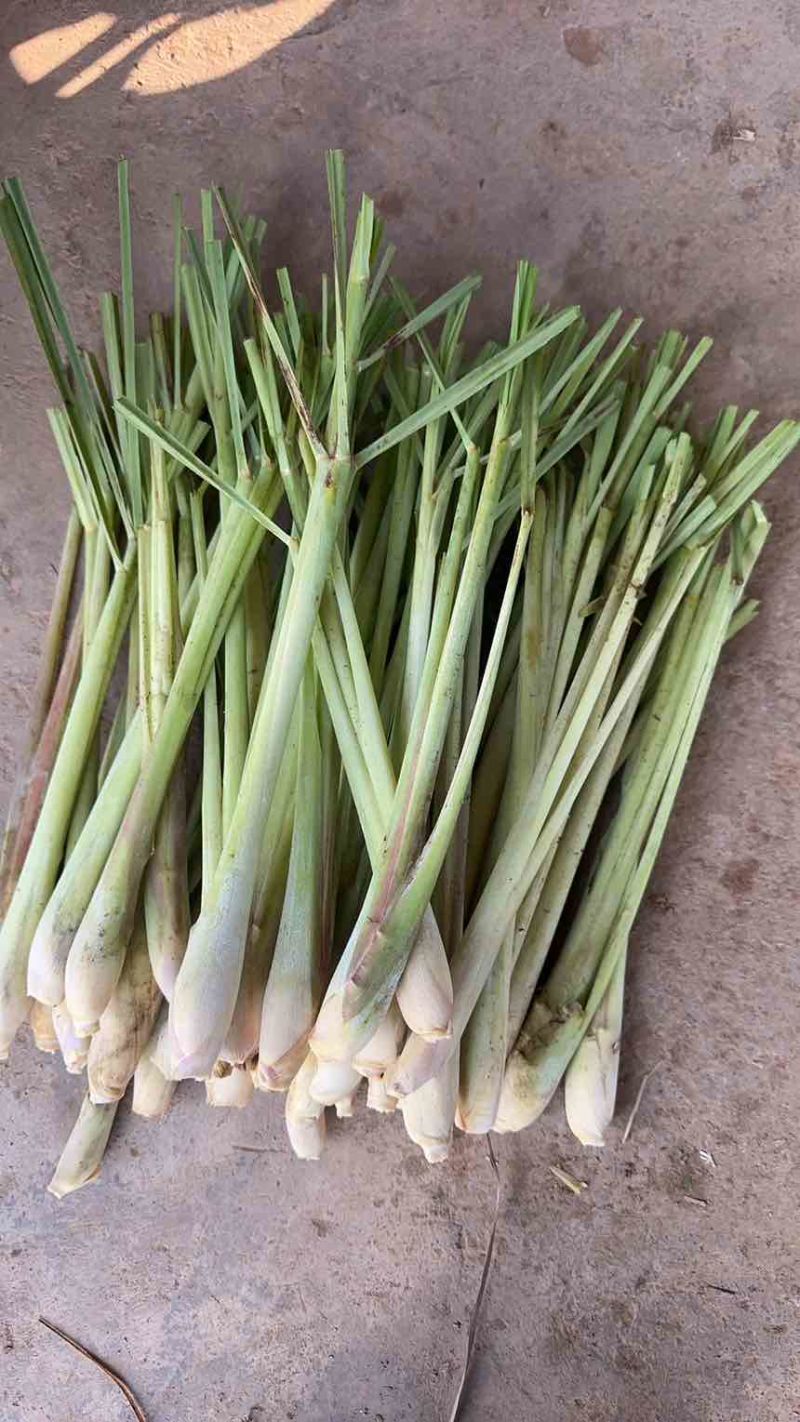 柠檬香茅草