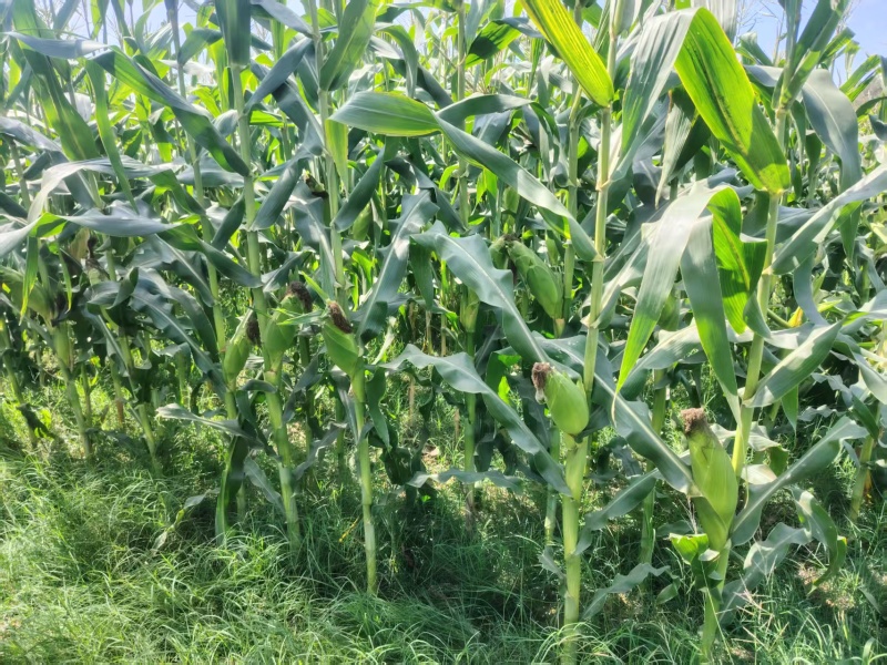 玉米（太阳花8号）