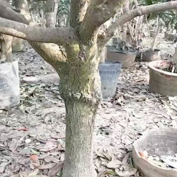 桂花树有需要的可以联系我，***信sshou1314520