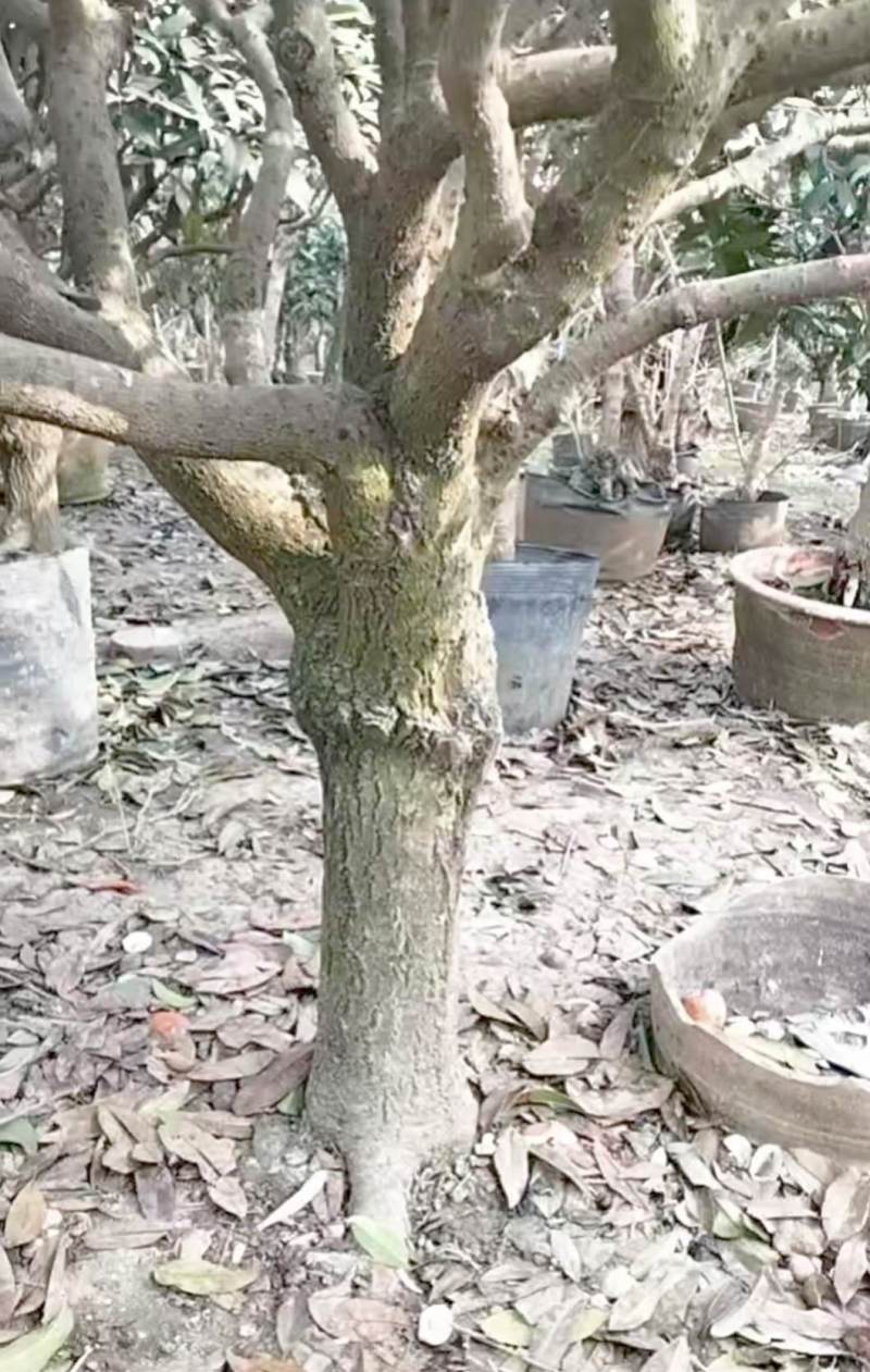 桂花树有需要的可以联系我，***信sshou1314520