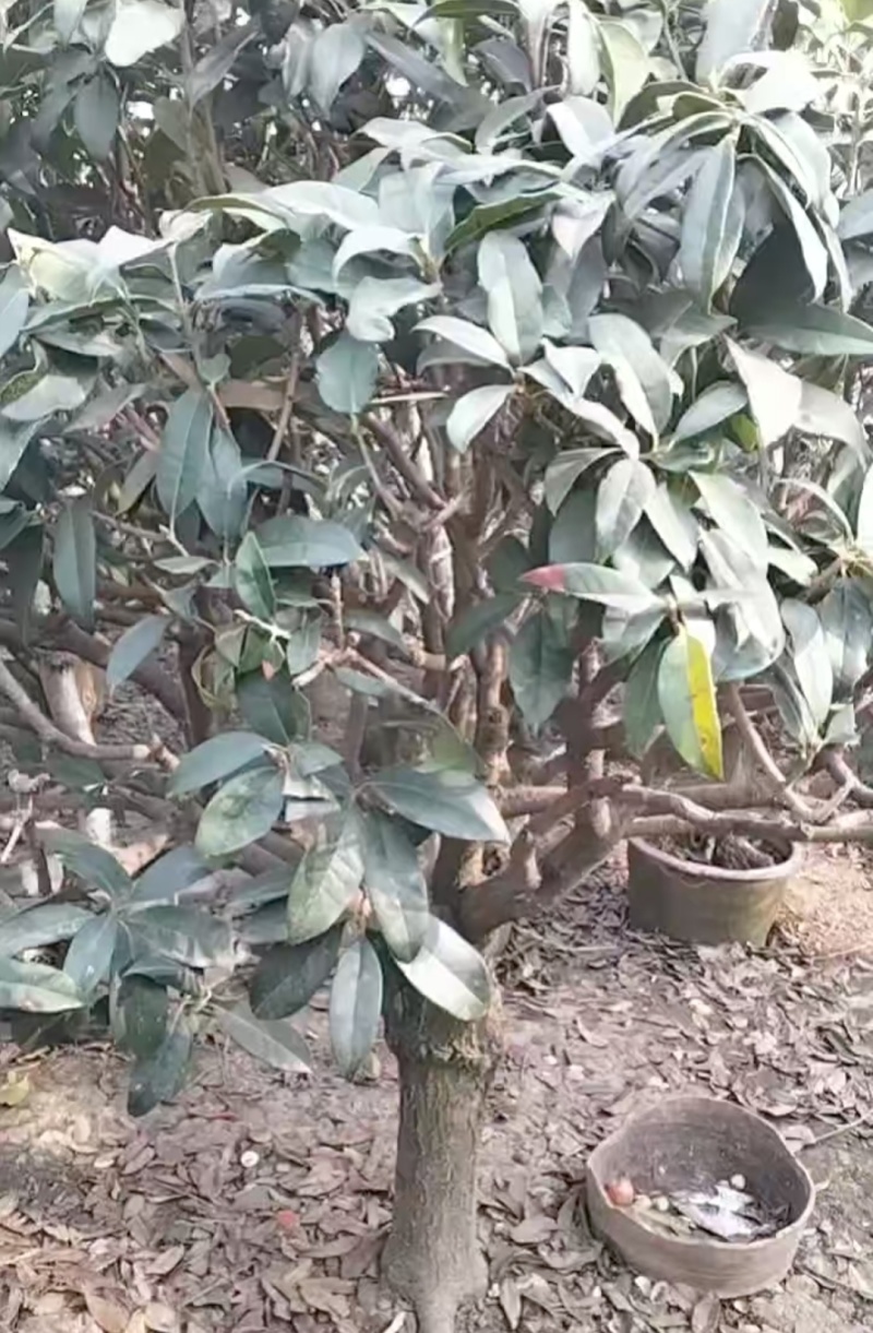桂花树有需要的可以联系我，***信sshou1314520