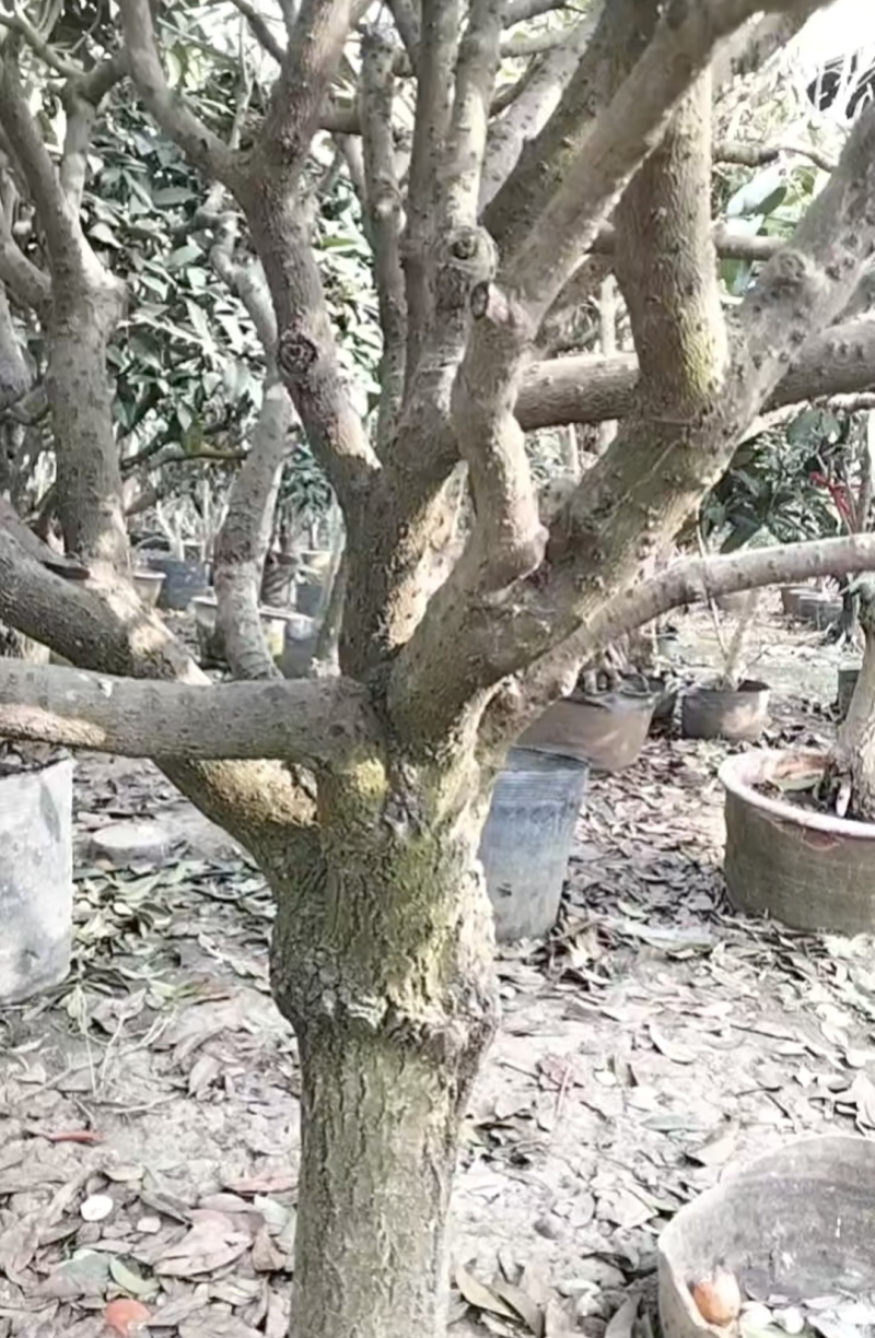 桂花树有需要的可以联系我，***信sshou1314520